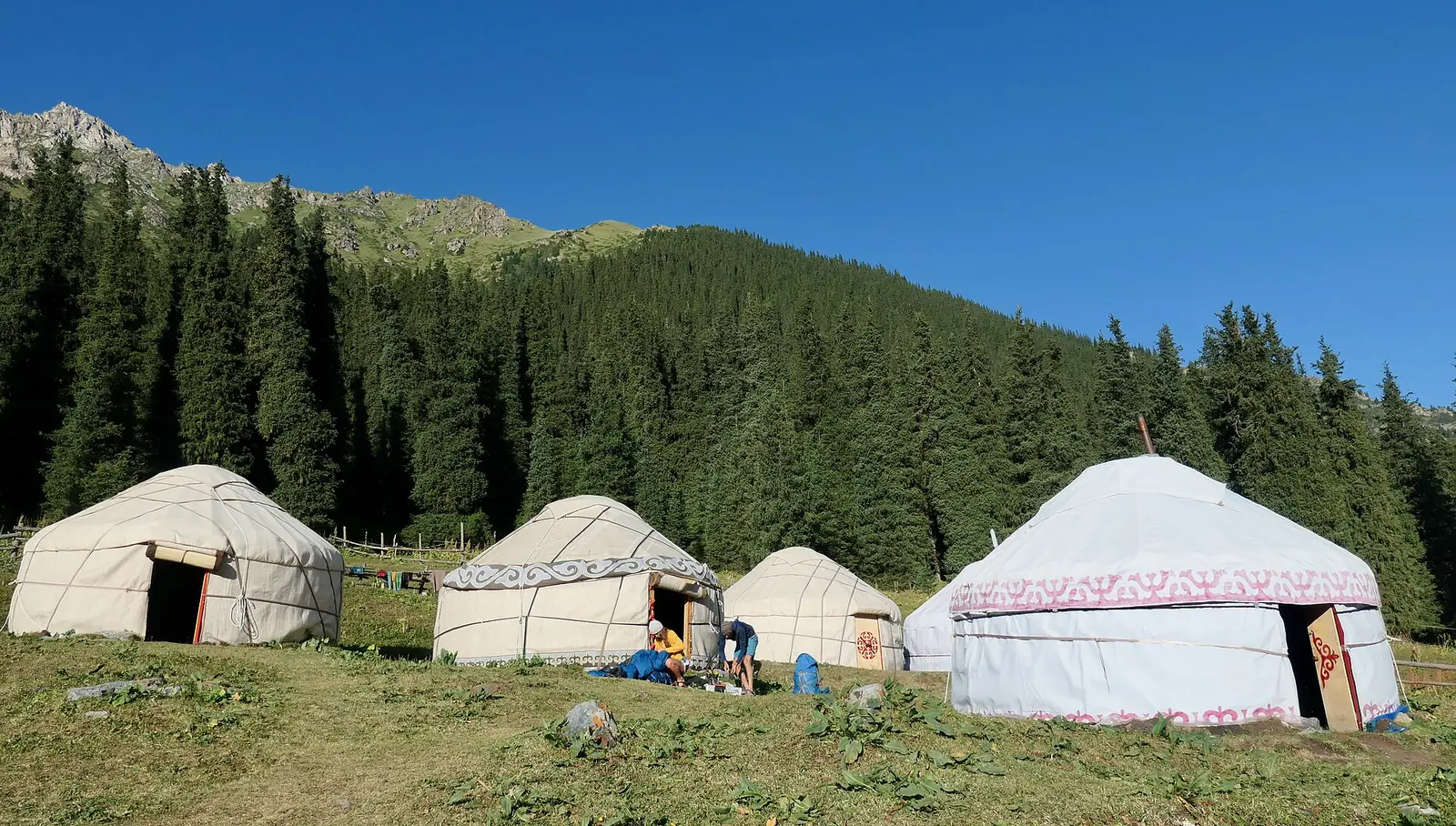 Yourtes dans une clairière près d’une forêt d’épicéas