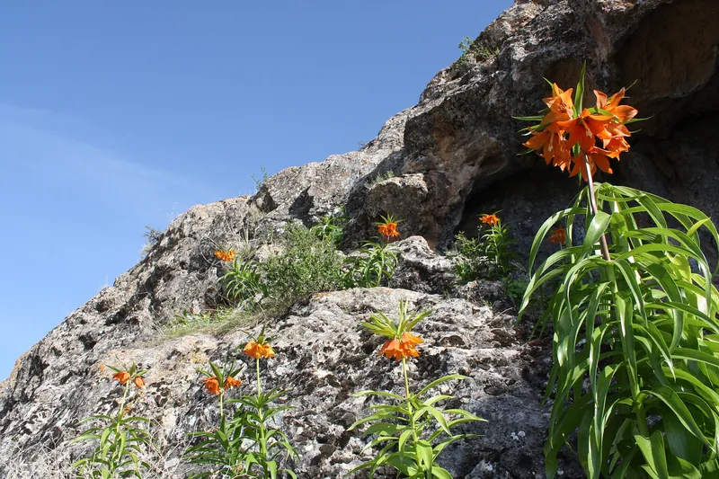 Aigül-Blüten am Hang vom Berg Aigül-Tasch, April