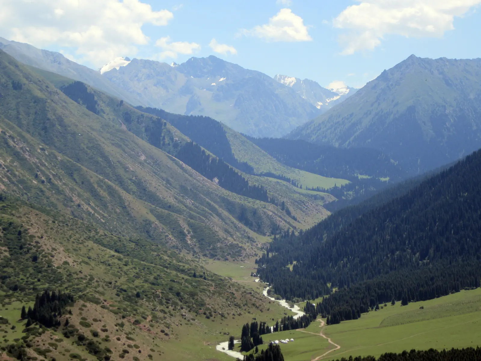 Карагайлуу беттердин арасында дарыясы бар жашыл өрөөн, алыста карлуу чокулар