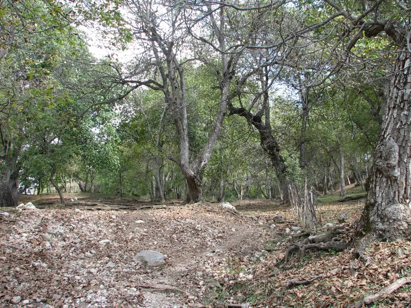 Sentiero attraverso un bosco di noci, con foglie cadute sul terreno sotto gli alberi.