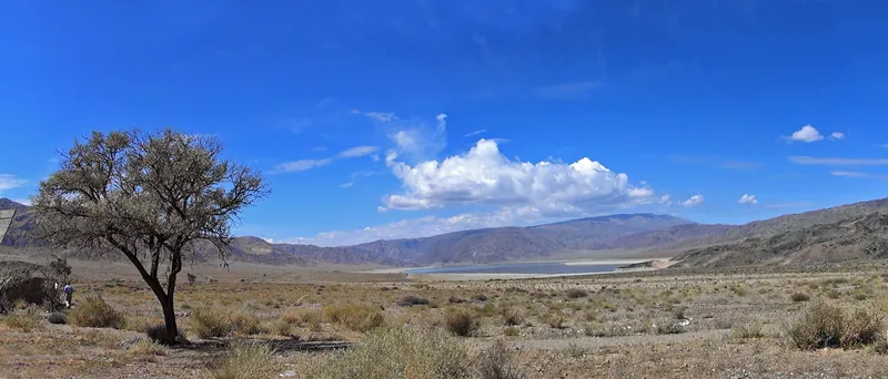 Un arbre solitaire près de l’eau, avec la vaste vallée du réservoir et des montagnes sans arbres derrière lui.