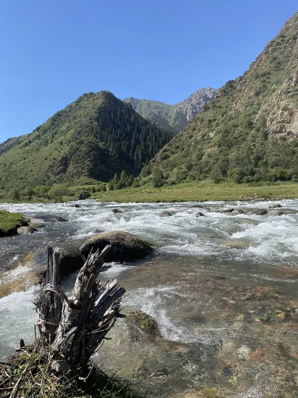 Un fiume di montagna aggira un tronco presso una riva pietrosa tra pendii verdi e boscosi.