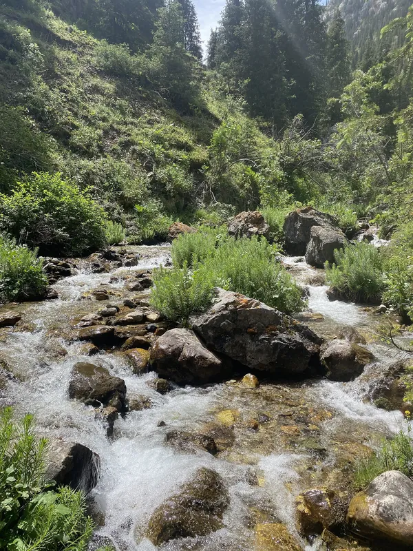 Un ruscello limpido si infrange su pietre grigie sotto fitti alberi verdi di un pendio montano.