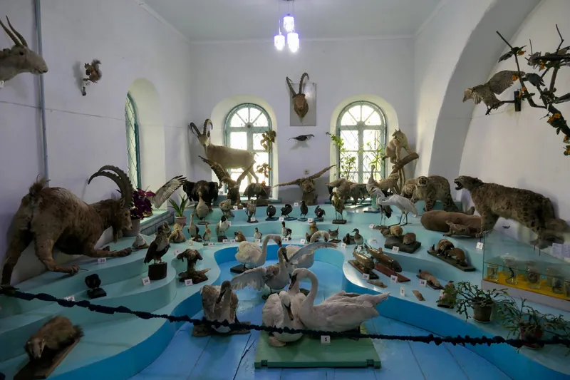 Animales y aves disecados en una sala clara del museo, con vitrinas junto a las paredes.