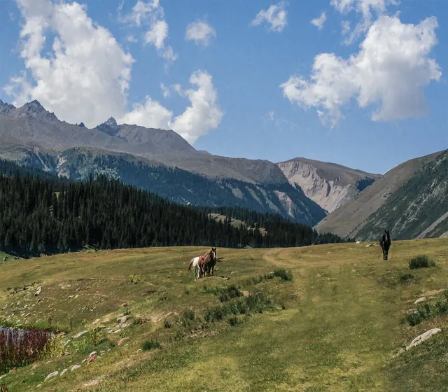 Prés, chevaux et pentes boisées de la réserve Réserve forestière de Kitchi-Ak-Suu.